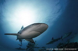 There are plenty of Reef Sharks in the Bahamas guarding t... by Steven Anderson 